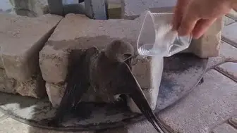 Elazığ’da kavurucu sıcaklar bir ebabil kuşunu yola düşürdü