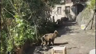 Çamlıhemşin’de evin kapısına gelen yavru ayıyı aile besledi