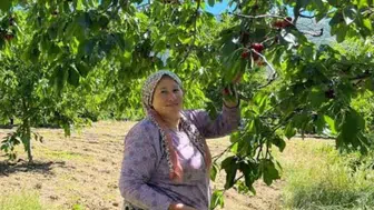 Avrupa’nın sofrasına giden Andırın kirazı dalından toplandı