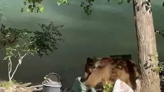 Tunceli'de piknik sofrasına ortak olan bozayı paniğe neden oldu?