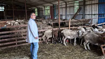Kocaeli’de hayvancılık desteği sahada denetleniyor