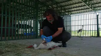 Van'da yaban hayatının kreş dönemi sona erdi