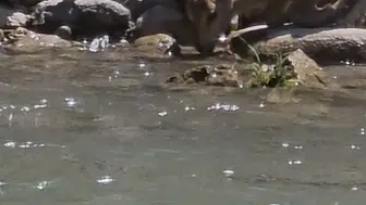 Tunceli’nin sarp yamaçlarında dağ keçileri objektife yansıdı