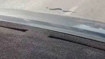 Eskişehir yolunda yılan trafiği durdurdu