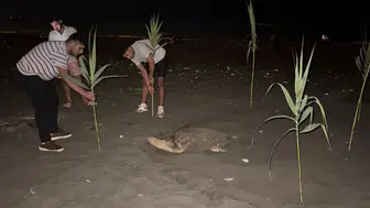 Mersin sahilinde gece yarısı beklenmedik misafir