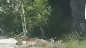 Malatya’da sürü halinde yola inen yaban keçileri kameraya yansıdı