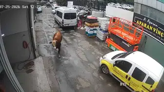 Ümraniye sanayisinde boğa paniği