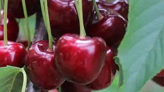Her gün tükettiğiniz 20 gıda aslında doğal birer zehir kaynağı olabilir
