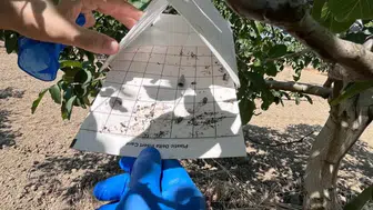 Marmaraereğlisi tarlalarında zararlılara karşı biyoteknik nöbet