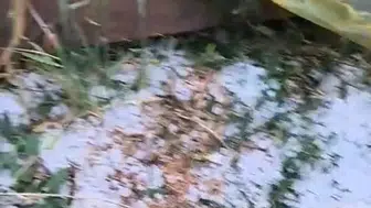 Edirne’de dolu yağışı kanola tarlalarını vurdu