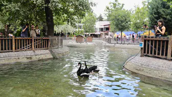 Ankara Kuğulu Park’ın yeni sakinleri görücüye çıktı