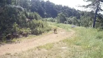 Çankırı ormanlarında gizemli bir misafir kameraya yakalandı