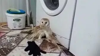 Adıyaman'da bulunan yaralı peçeli baykuş korumaya alındı