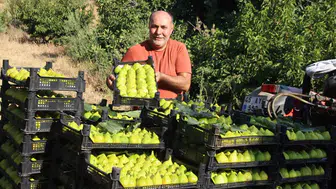 Manisa’da yediveren incirinde sezonun ilk yarısı bitiyor