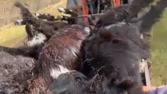 Isparta'da yayla felaketi Yıldırım düşen sürüden geriye 50 keçi kaldı