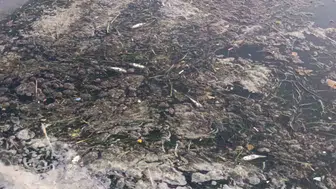 Tekirdağ'da dere kıyısında toplu balık ölümleri endişe yarattı
