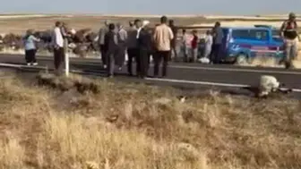 Siverek yolunda koyun sürüsüne çarpan minibüs büyük hasar yarattı