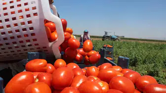 Hatay’da domates tarladan 15 liraya çıkıyor sofraya 30 liraya ulaşıyor