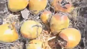 Gaziantep'te çıkan ot yangını yuvaları küle çevirdi