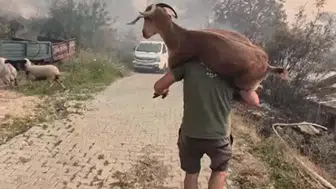 Seydikemer yangınında duygulandıran kurtarma anları