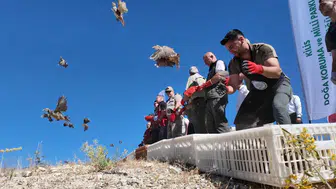 Kilis Ravanda Kalesi çevresine binlerce kınalı keklik bırakıldı