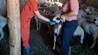 Denizli’de sürü sağlığı için sahaya inildi