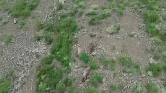 Artvin’de dronla görüntülenen ayı sesi duyunca ormana kaçtı