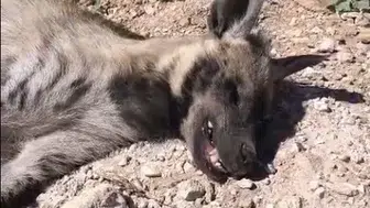 Şanlıurfa’da nadir görülen çizgili sırtlan arazide ölü bulundu