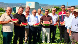 Aydın’da Cincin karpuzu bereketi başladı