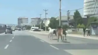 Bursa trafiğinde at paniği