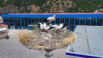 Kızılcahamam'ın göç yolcuları kanat çırpmaya başladı