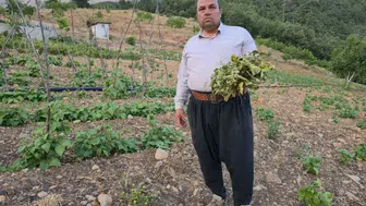 Adana’da çekirge istilası Tarlalar talan ediliyor