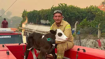 Gömeç yangınında bir hayat kurtuldu