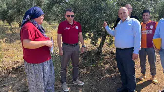 Denizli zeytinciliğinde kimyasal ilaç dönemi kapanıyor