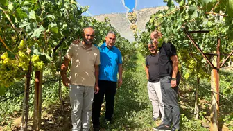 Manisa Sarıgöl’de erkenci üzüm hasadı başladı