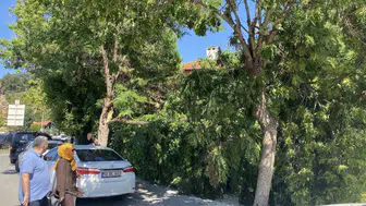 Sivas'ta şiddetli rüzgar ağacı devirdi