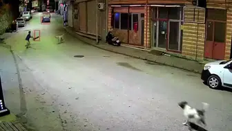 Ordu’da sokak köpekleri skuter süren çocuğu kovaladı