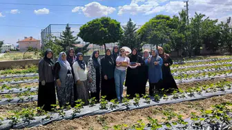 İscehisar toprağı çilekle tanıştı