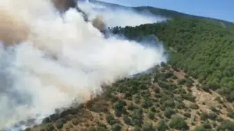 Yalova ormanlarında çıkan yangın ekipleri harekete geçirdi