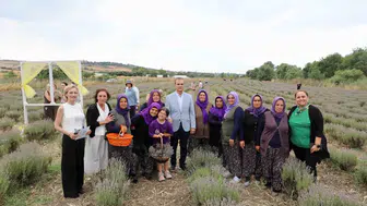 Büyükçekmece’de mor renkli lavanta hasadı başladı