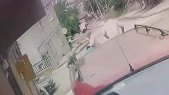 Ordu Fatsa'da arazi kavgası üç can aldı