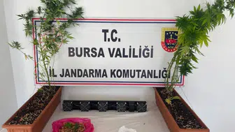 Bursa jandarmasından üç ilçede eş zamanlı uyuşturucu baskını