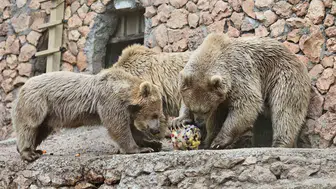 Antalya’daki ayılar aşırı sıcaklardan buzlu meyve kokteyliyle korunuyor