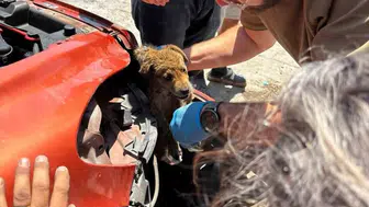 Söke'de tampona sıkışan yavru köpek için seferberlik