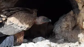 Artvin’in sarp kayalıklarında gizli yaşam kameraya yansıdı