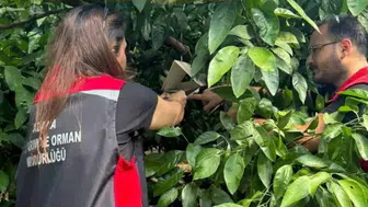 Adana bahçelerini istila eden sinek için seferberlik başladı