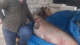 Fırat Nehri'nde dev av 130 kiloluk turna balığı tezgaha sığmadı
