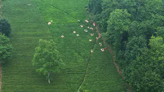 Karadeniz’in sarp yamaçlarında çay mesaisi