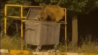 Sivas'ta çöp konteynerine dadanan ayılar görüntülendi