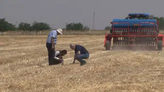 Şanlıurfa çiftçisi tarlayı sürmeden daha çok kazanıyor